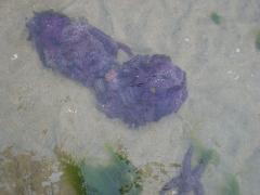 Tuesday July 12, 2011 10:29 - 100_1097 (2).JPG